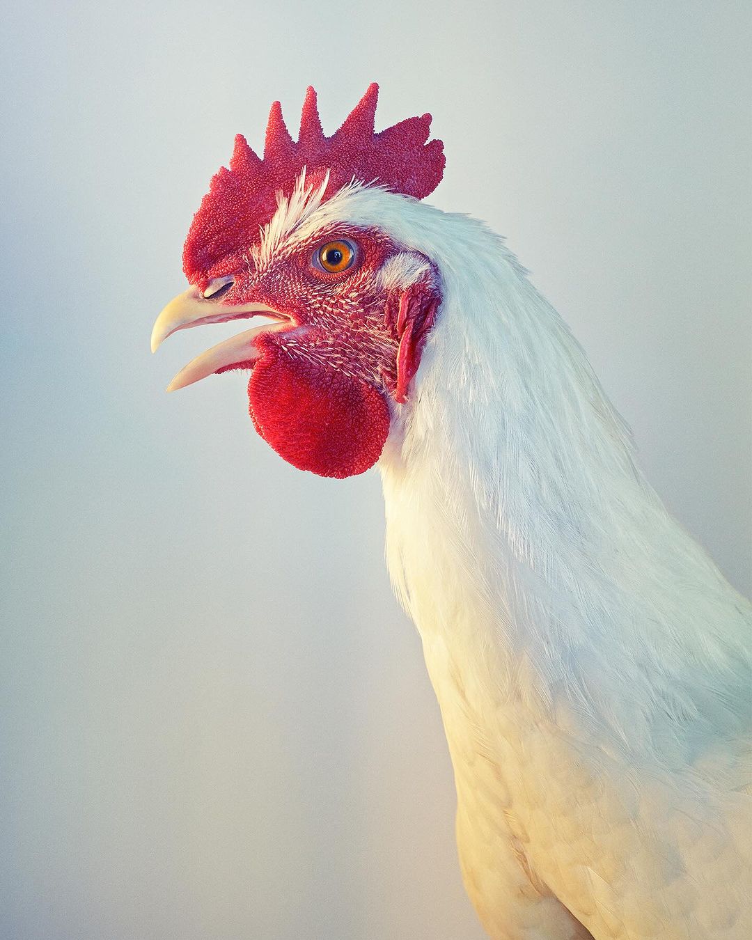 Close-up studio shot of a white rooster with a red comb, open beak, and a golden eye, set against a gradient background.