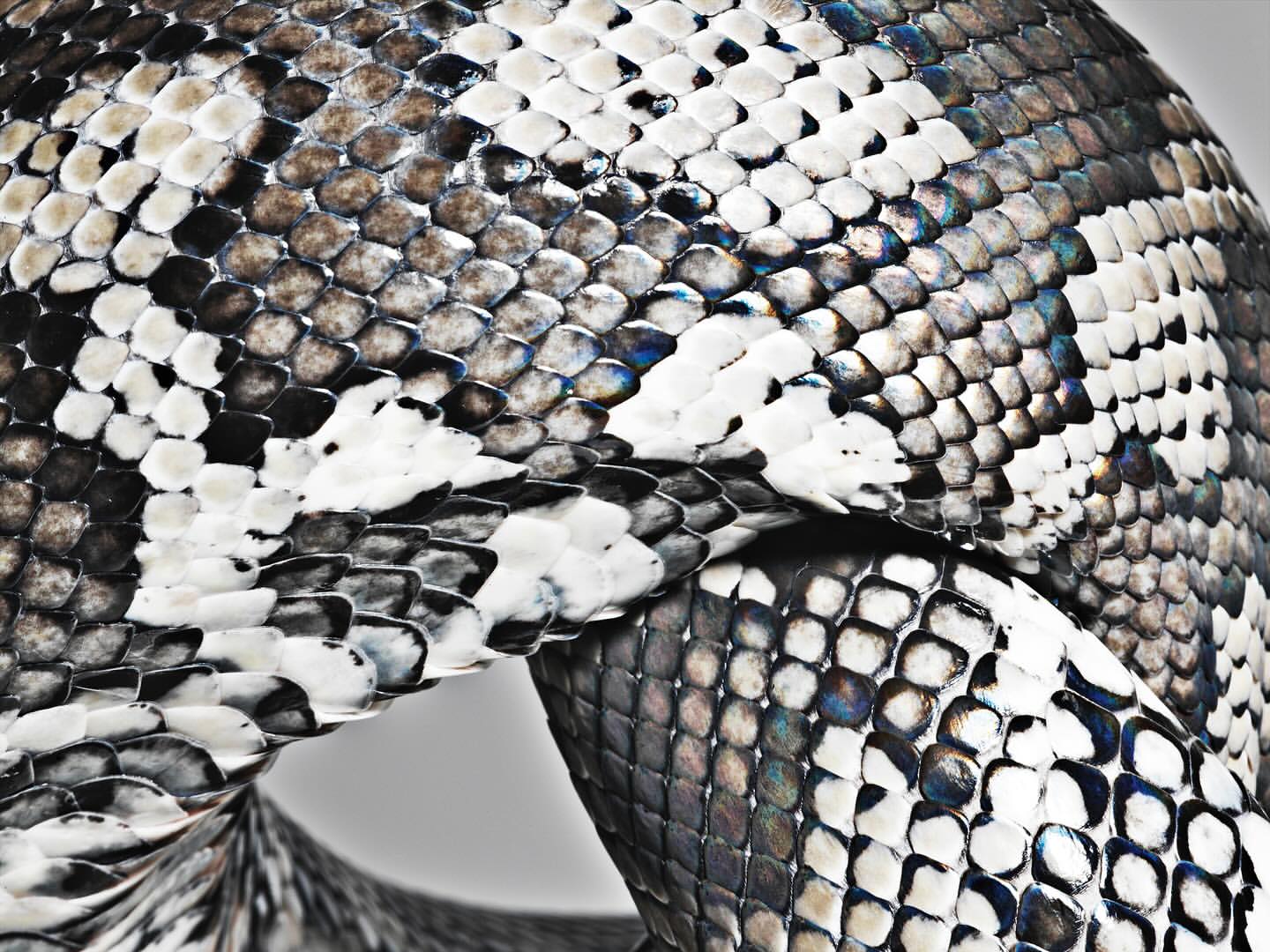 Detailed close-up showing the textured skin of a snake with a striking pattern of black, white, and grey scales. Nature photography.