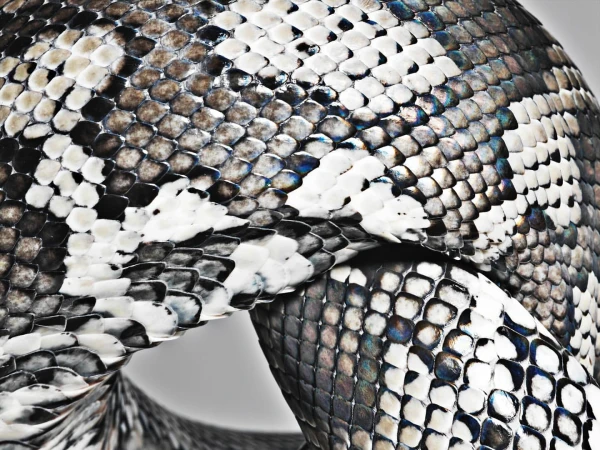 Detailed close-up showing the textured skin of a snake with a striking pattern of black, white, and grey scales. Nature photography.