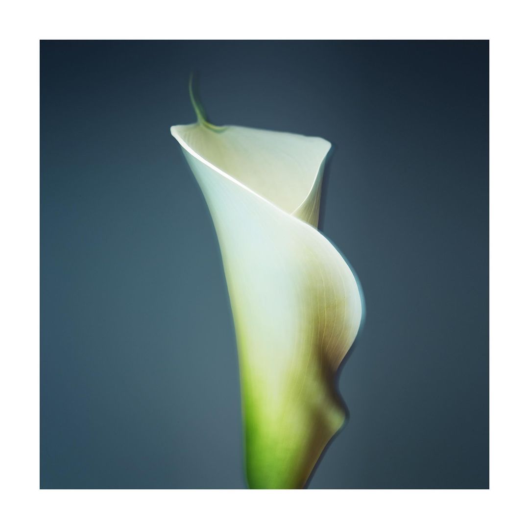 Close-up studio shot of a single, elegant white calla lily with a green stem against a dark blue background. Floral aesthetic.