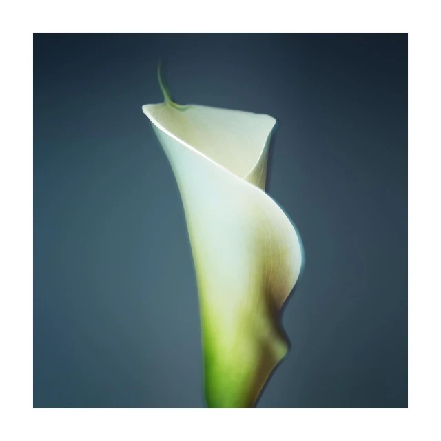 Close-up studio shot of a single, elegant white calla lily with a green stem against a dark blue background. Floral aesthetic.