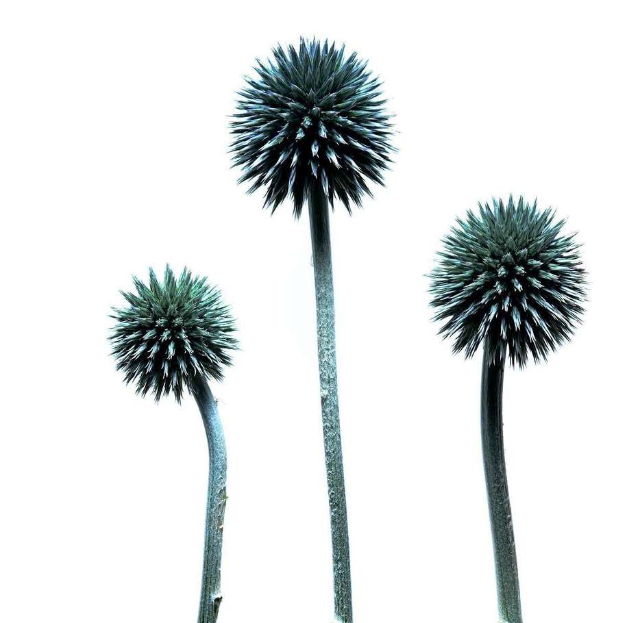Three blue globe thistle flowers with prickly spherical heads and long stems stand against a bright white background in a minimalist botanical image.