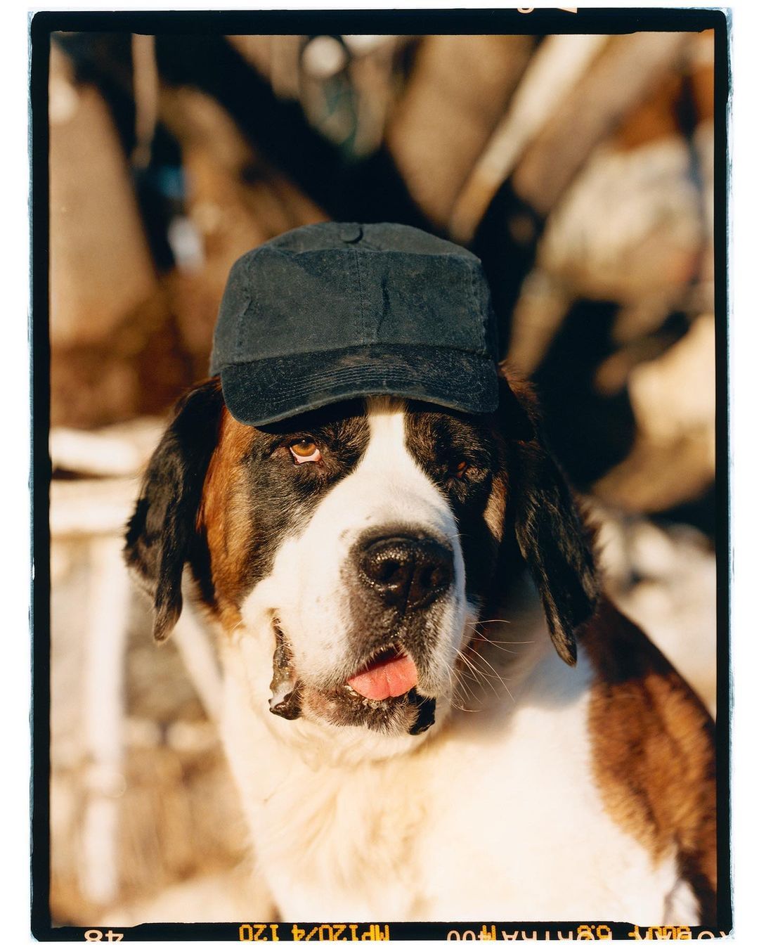 Saint Bernard dog portrait wearing a dark cap. The dog has white and brown fur. Background is a blurred outdoor setting.