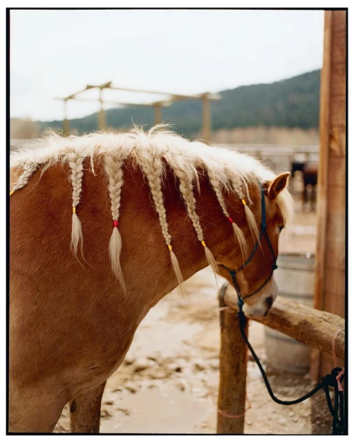 Close-up of a light brown horse with a braided mane, tied to a wooden fence, with a blurred mountain and sky background on a sunny day.