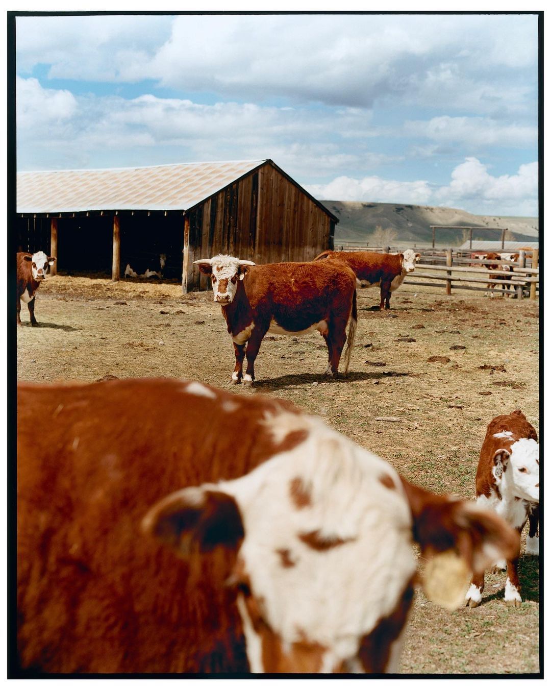 Cattle graze on a farm with a wooden barn under a cloudy sky, depicting a serene rural scene with a focus on animal agriculture.
