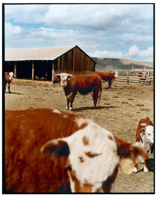 Cattle graze on a farm with a wooden barn under a cloudy sky, depicting a serene rural scene with a focus on animal agriculture.