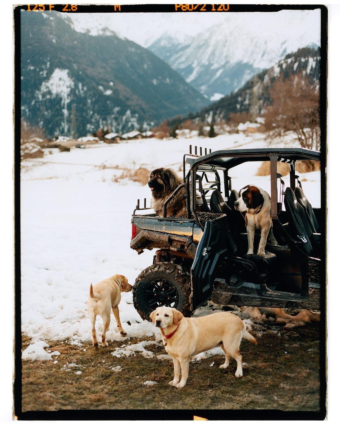 Dogs in and around an open off-road vehicle in a snowy mountain landscape, featuring a Leonberger, a Saint Bernard, and two yellow Labradors.
