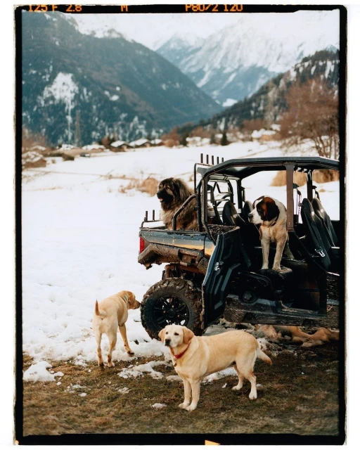 Dogs in and around an open off-road vehicle in a snowy mountain landscape, featuring a Leonberger, a Saint Bernard, and two yellow Labradors.