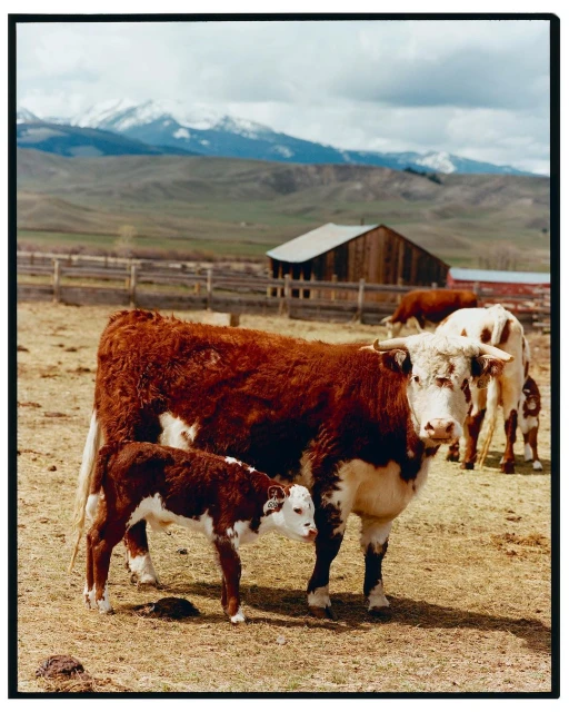 A cow stands in a rural field with her calf beside her, with more cattle, a wooden building, and snow-capped mountains in the background.