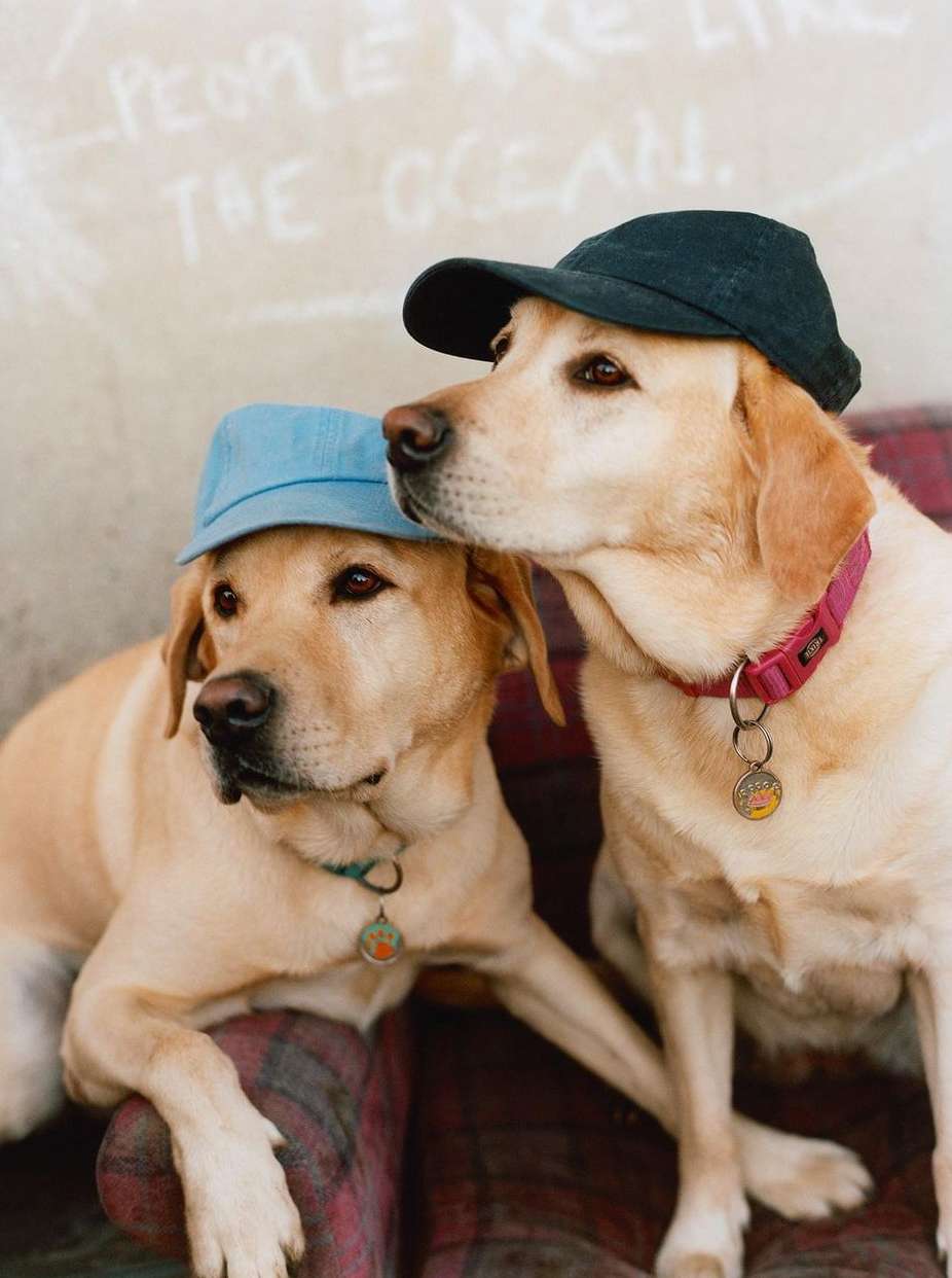 Two yellow labrador dogs are indoors wearing blue and black baseball caps, and sitting on an old plaid armchair, looking at the distance.