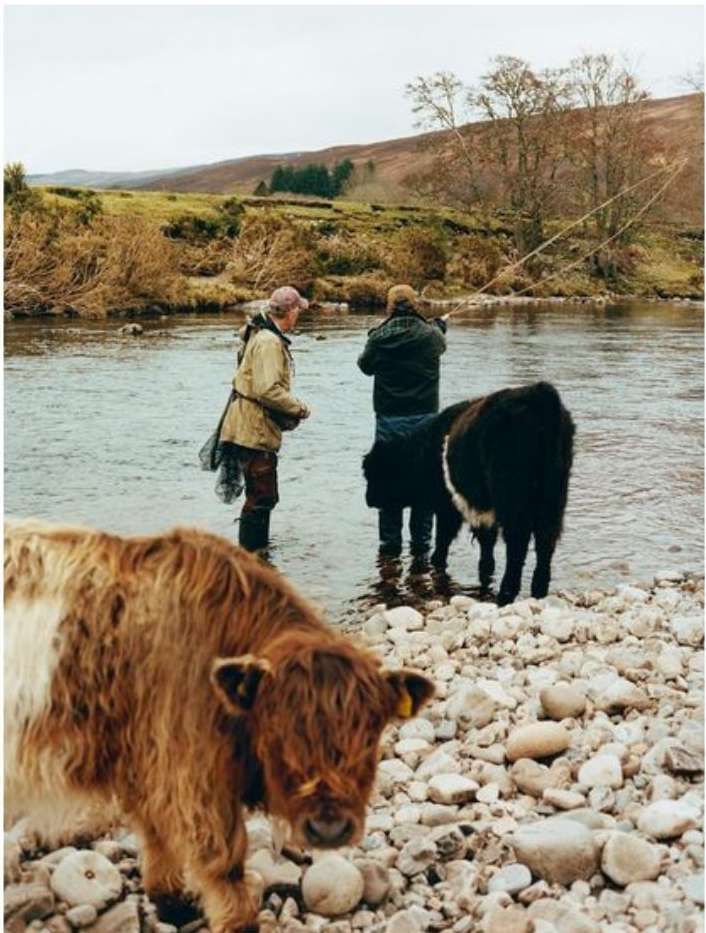 Two men fly-fishing in a river, with two highland cows nearby on a rocky shore, beneath a cloudy sky, in a rural outdoor setting.