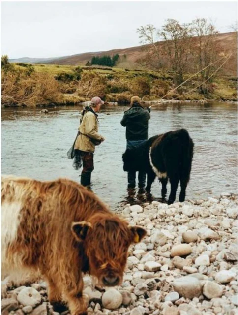 Two men fly-fishing in a river, with two highland cows nearby on a rocky shore, beneath a cloudy sky, in a rural outdoor setting.