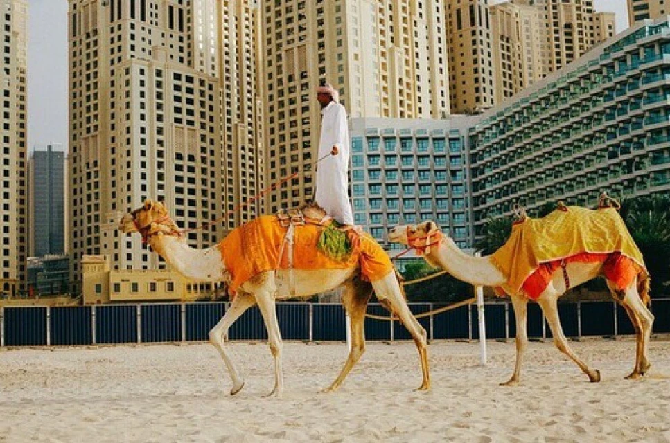 Two camels walk on a beach, one carrying a rider dressed in white, with tall city buildings in the background on a sunny day.