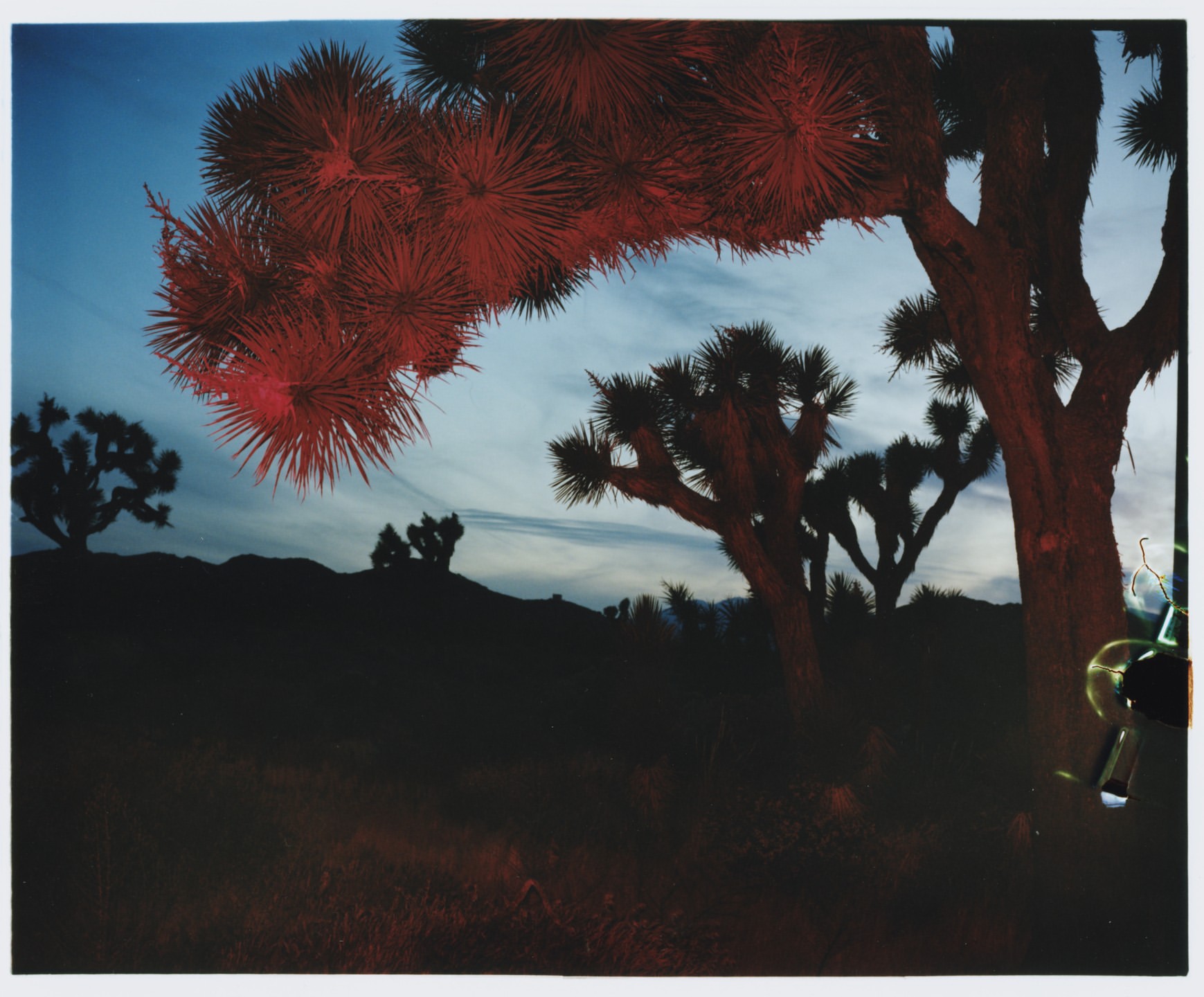 Joshua trees dominate a twilight desert landscape. Red-tinted lighting enhances the trees against a dimming sky in an outdoor setting.