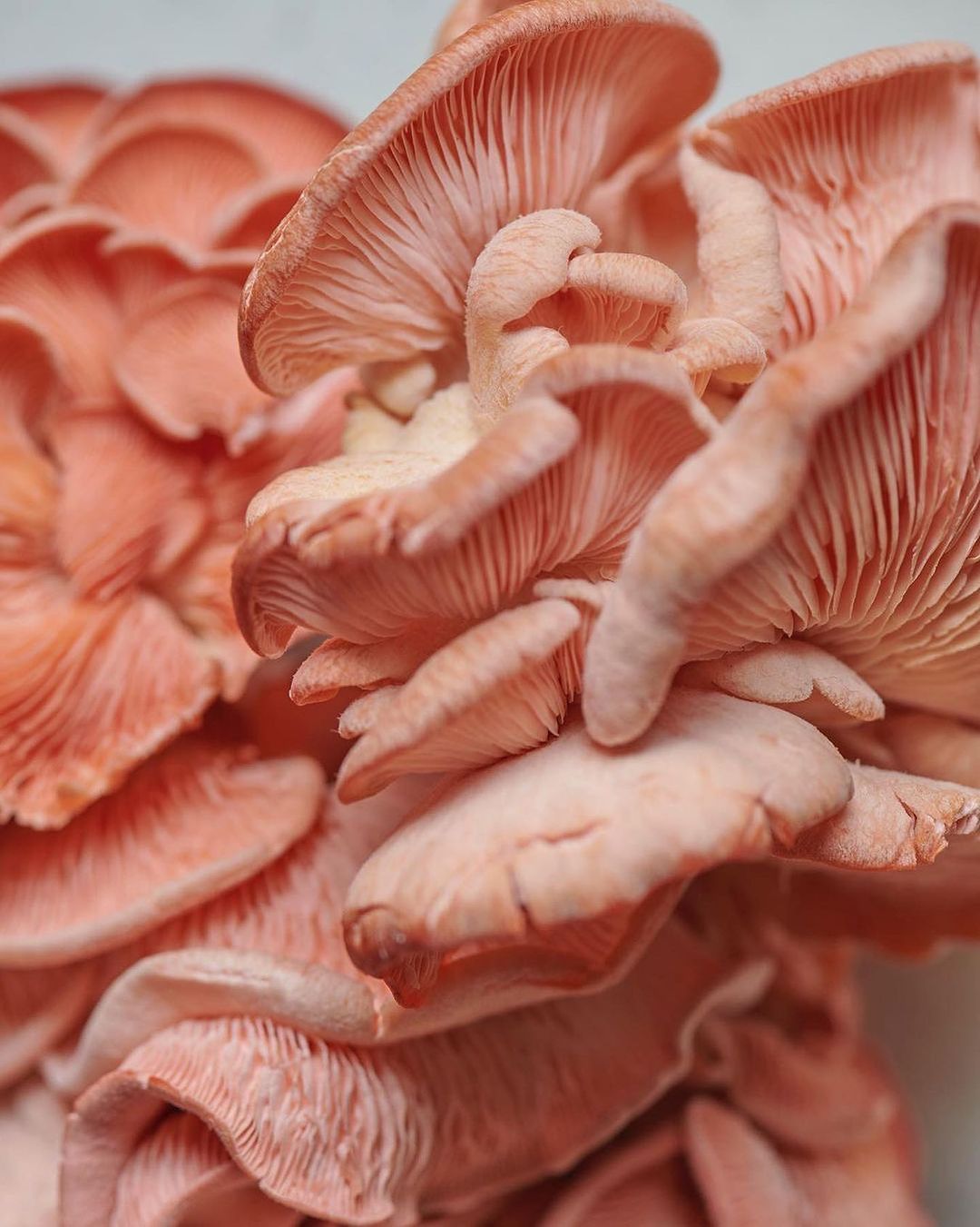 Close-up of vibrant pink oyster mushrooms clustered together, showcasing their unique texture and delicate gills on a bright background.