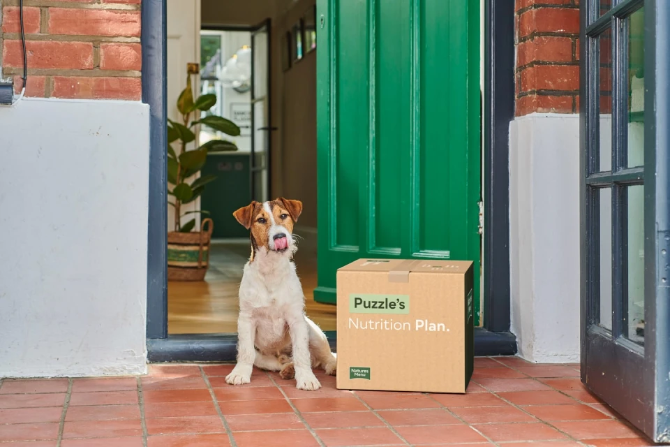 Jack Russell Terrier sits by a box labeled 'Puzzle's Nutrition Plan' near a green doorway, on a terracotta-tiled porch with a houseplant visible inside.