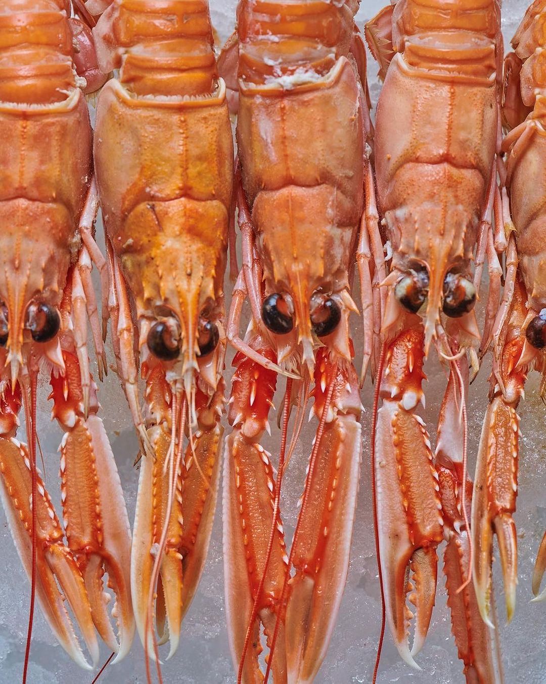 Close-up of several scampi in a row on a bed of ice, featuring their orange shells and visible claws, shot at eye-level and medium distance.