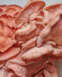 Close-up shot of pink oyster mushrooms featuring detailed gills and layered caps photographed by Jamie Lau