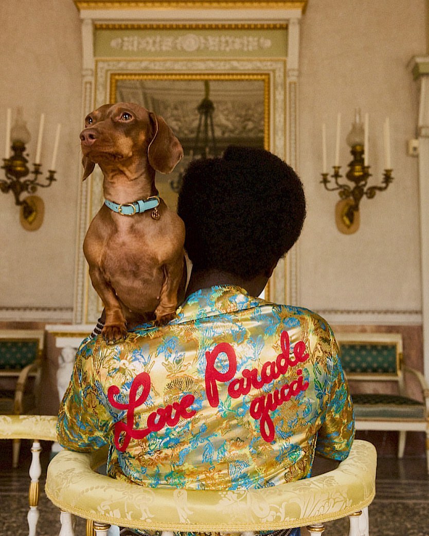 Dachshund sits on the shoulder of a person in a patterned shirt with 'Love Parade Gucci' written on the back while indoors.