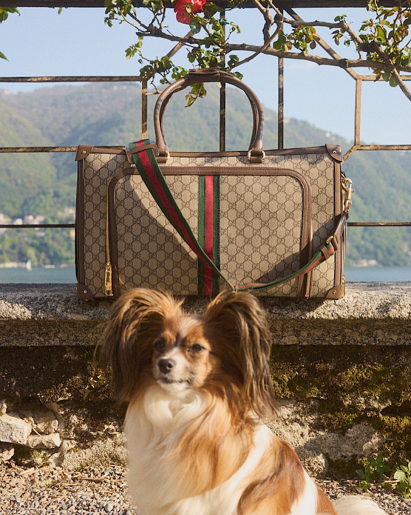 Brown and white Papillon dog poses outdoors next to a tan Gucci pet carrier with a green and red stripe over a stone wall.