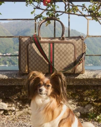 A Papillon dog sits in front of a Gucci monogram duffel bag resting on a stone wall overlooking a lake with mountains in the background.