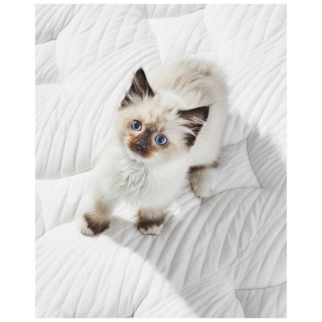Close-up of a cute Birman cat stretching on a textured white surface, looking upwards with bright blue eyes in a soft indoor setting.