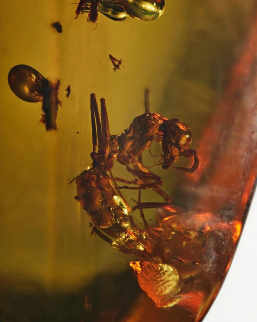 Fossilized insects preserved in amber. The amber gemstone showcases an ant and other insects trapped inside the translucent material.