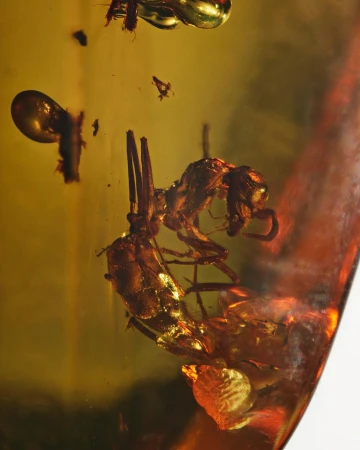 Fossilized insects preserved in amber. The amber gemstone showcases an ant and other insects trapped inside the translucent material.