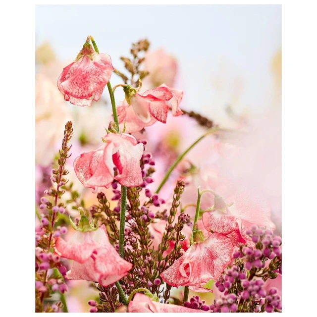 Close-up of pink sweet pea flowers with smaller purple flowers and green stems against a soft-focus background. Floral still life.