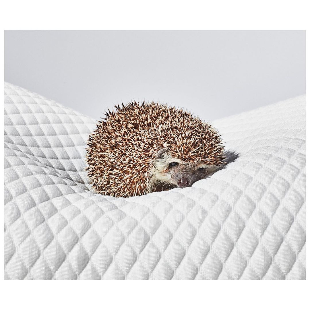 Close-up of a brown hedgehog lying on a white quilted surface, studio lighting, simple background, animal portrait.