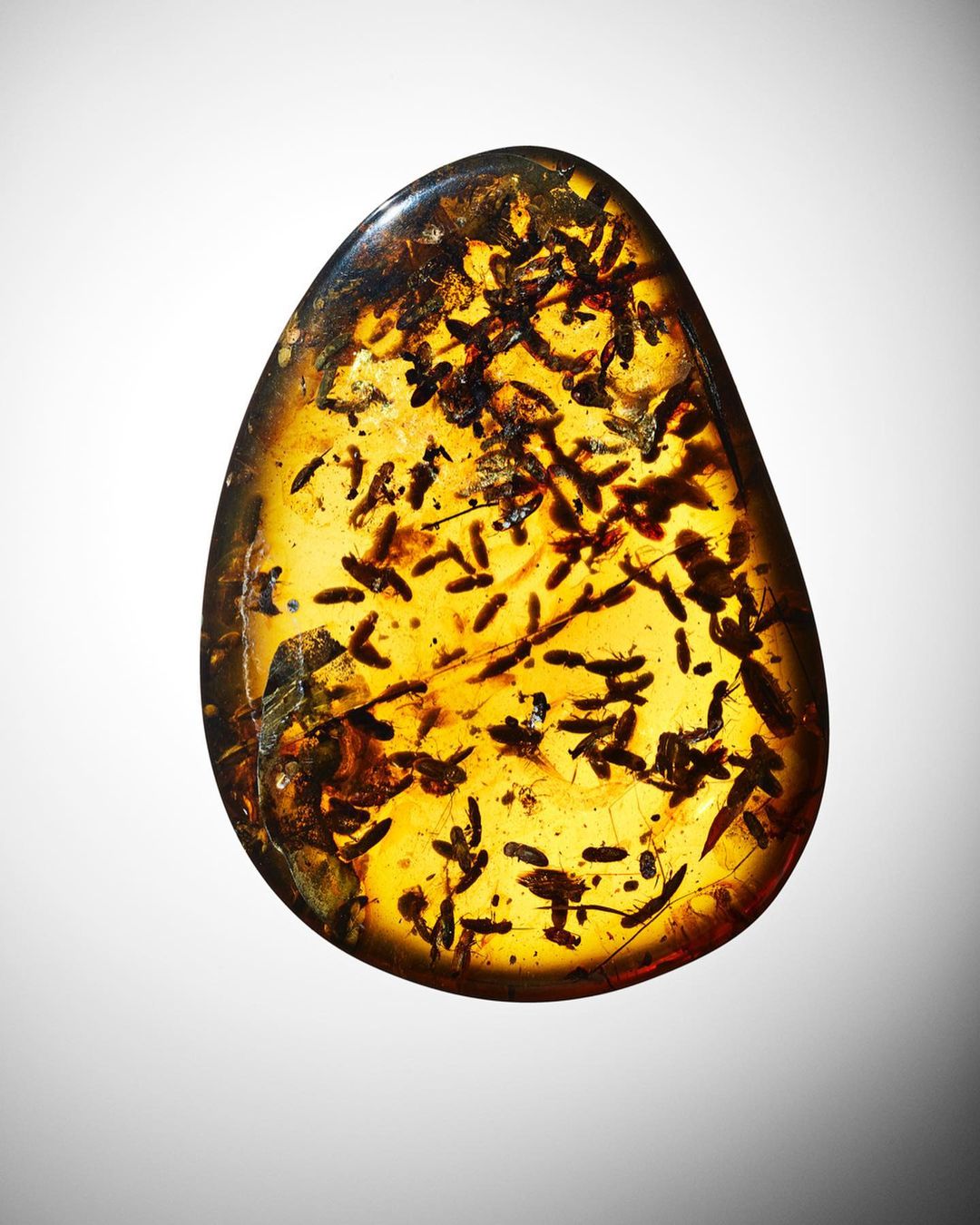 Amber specimen showcasing preserved insects, set against a clean, bright background. The amber is translucent with visible inclusions.