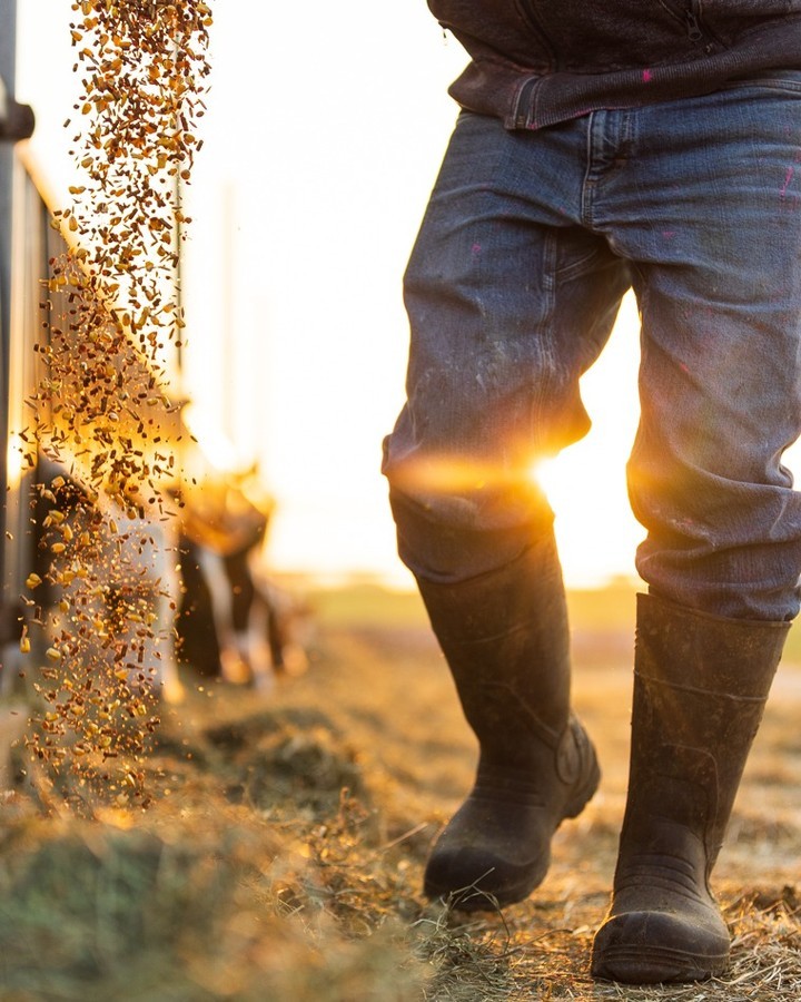 Man feeding livestock at sunset, wearing work boots and jeans, farm and hay visible, bright sunlight illuminating the scene.