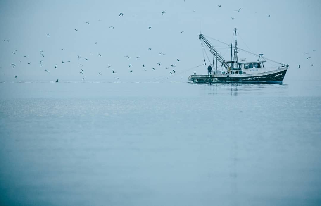 Fishing boat sails on a calm sea under a foggy sky filled with seabirds, creating a tranquil, slightly surreal marine scene.