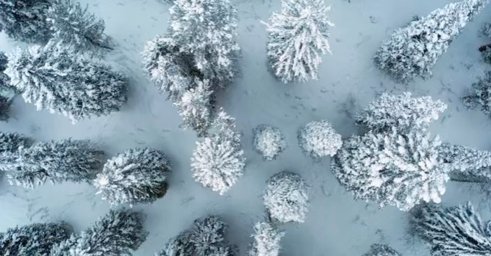 Aerial view of a snow-covered forest featuring evergreen trees heavily layered with snow in an outdoor winter environment.