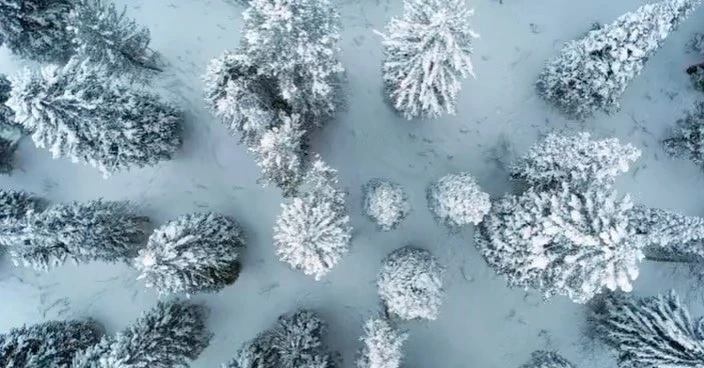 Aerial view of a snow-covered forest featuring evergreen trees heavily layered with snow in an outdoor winter environment.