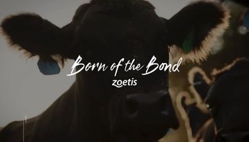Close-up of a cow with sunlit fur and a blue ear tag, with the words 'Born of the Bond zoetis' overlaying the image.