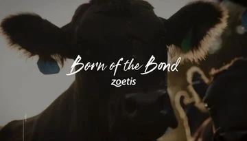 Close-up of a cow with sunlit fur and a blue ear tag, with the words 'Born of the Bond zoetis' overlaying the image.