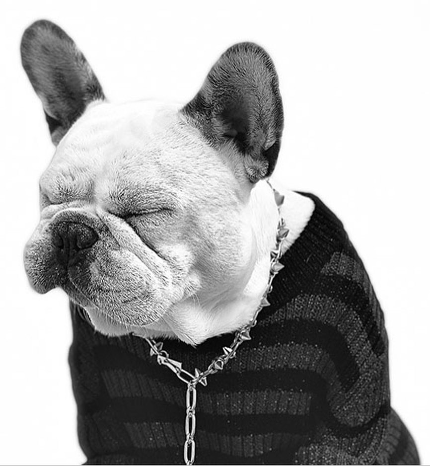 Portrait of a white and grey French bulldog wearing a black striped sweater and spiked collar, eyes closed against a bright white background.