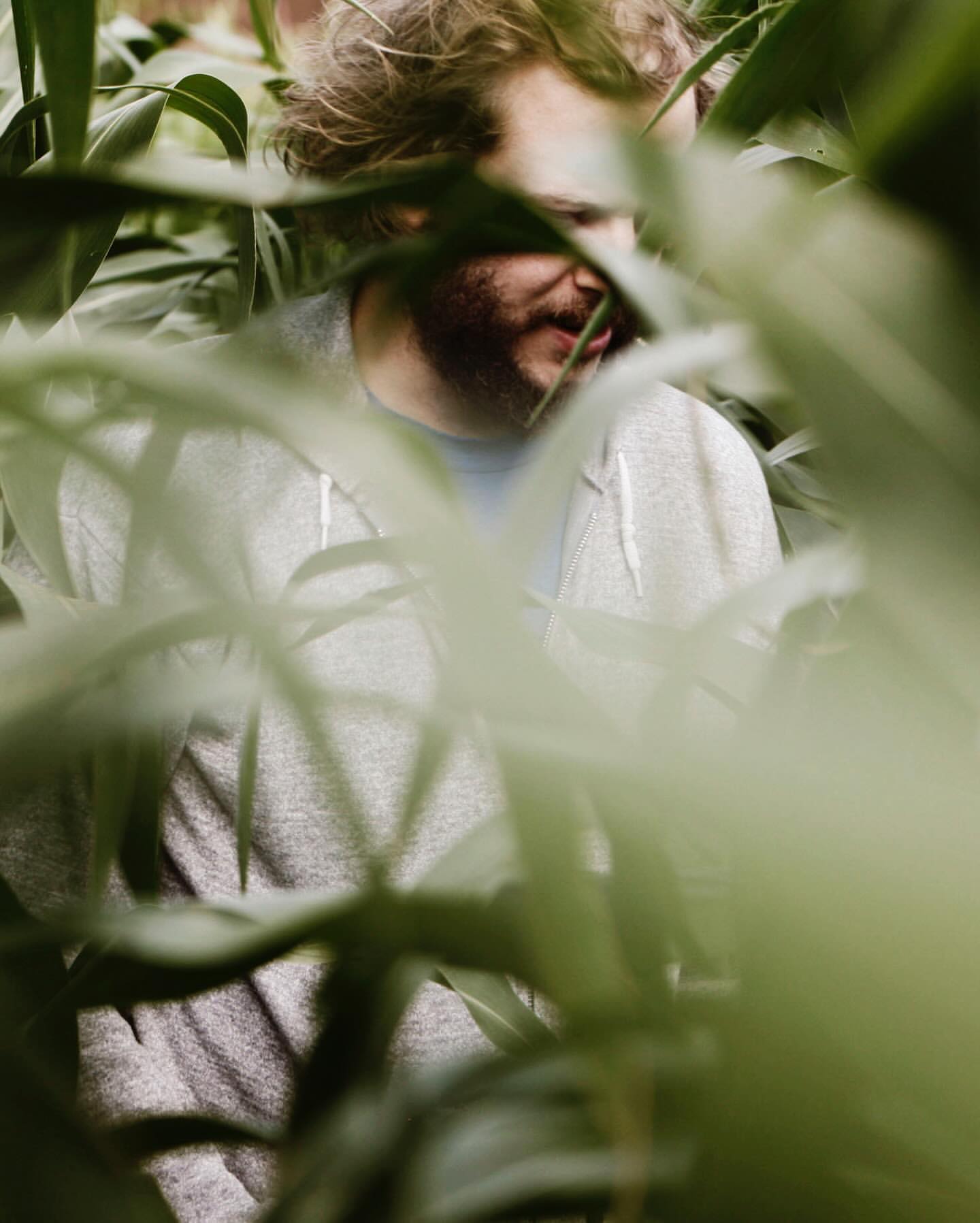 Man with beard stands amid tall green corn stalks in an outdoor agricultural field, wearing a grey hooded sweatshirt.