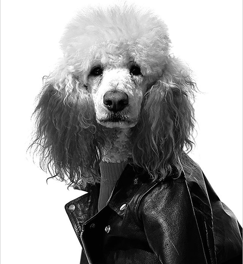 Black and white shot of a poodle wearing a black leather jacket, striking a bold and stylish pose against a bright white backdrop.