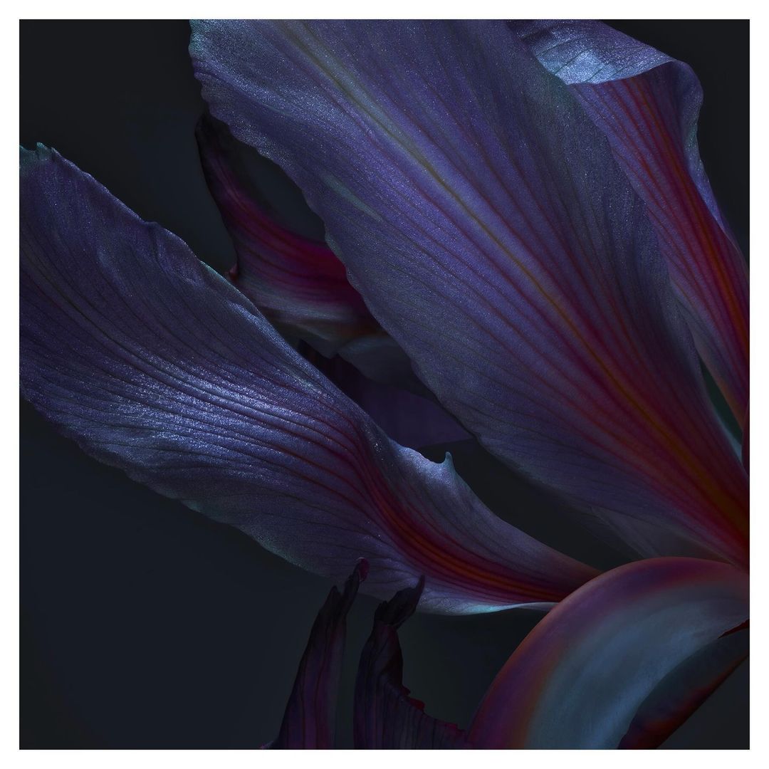 Close-up photograph of violet flower petals with soft lighting and blurred background, showcasing natural textures and floral details.