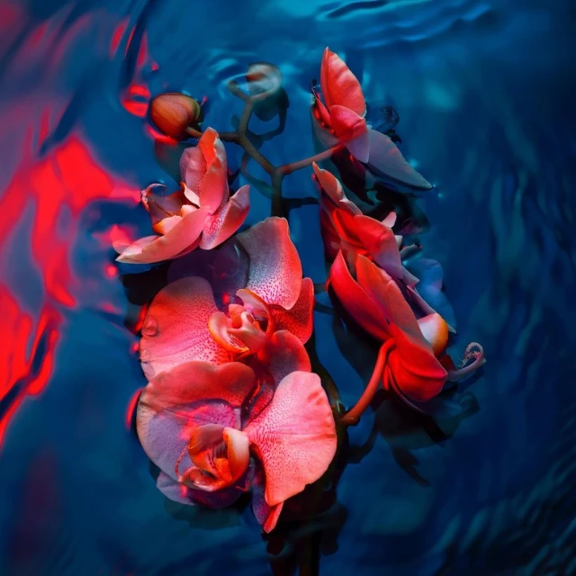 Orchid flowers in blue-toned water exhibit petals in shades of red and pink, highlighted by red lighting, creating a moody underwater botanical scene.