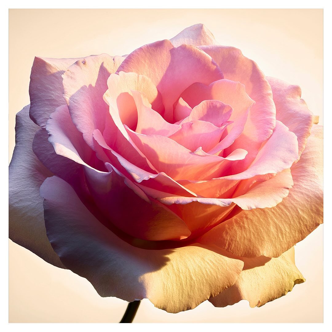 Close-up of a light pink rose with soft lighting highlighting the petals, set against a soft beige backdrop, creating a delicate floral portrait.
