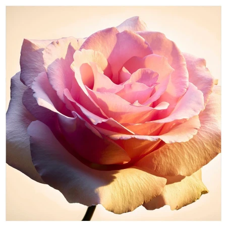 Close-up of a light pink rose with soft lighting highlighting the petals, set against a soft beige backdrop, creating a delicate floral portrait.