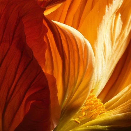 Close-up abstract shot of vibrant orange and yellow flower petals with a textured stamen by Jean-Baptiste Degez