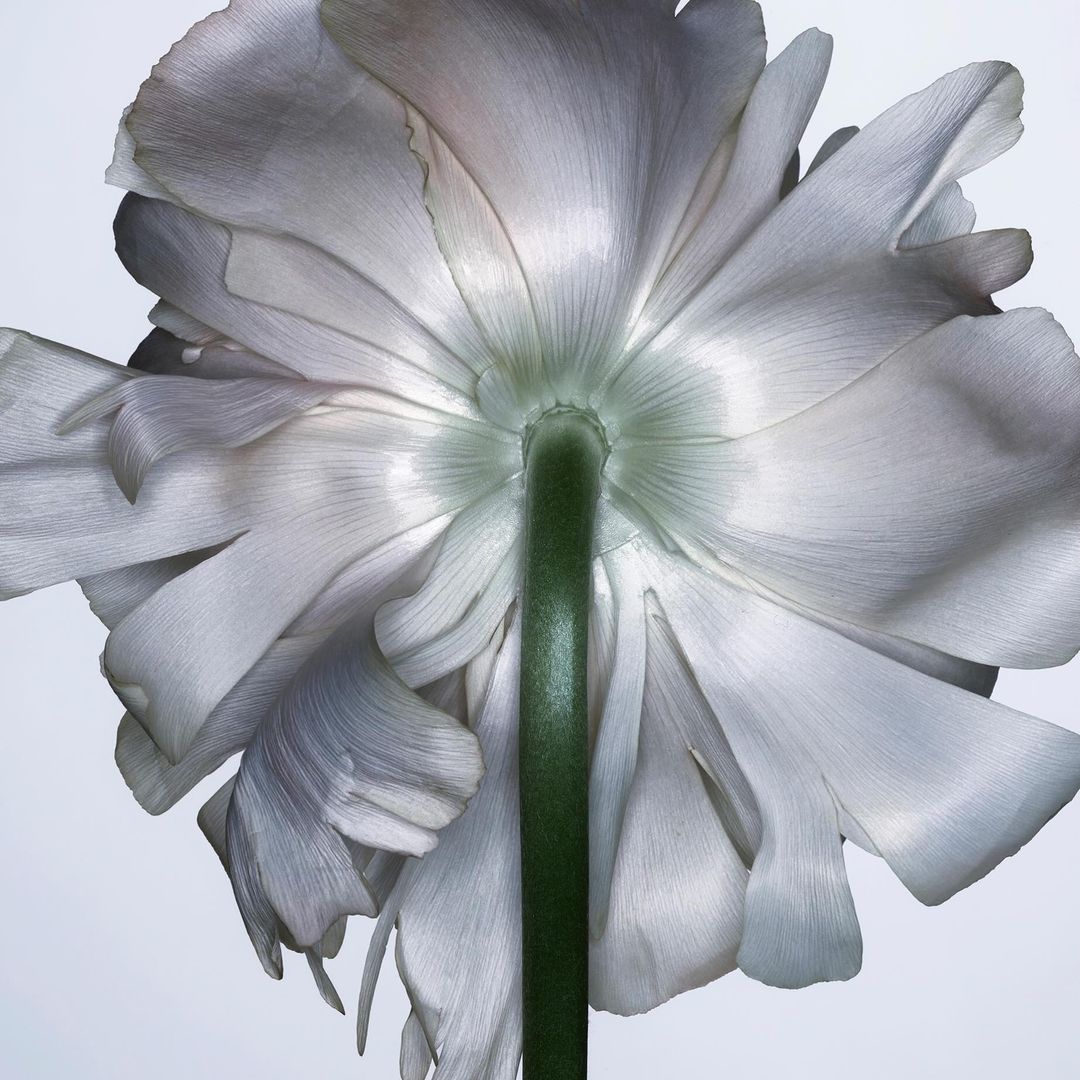 Close-up photograph from underneath a flower with soft, ruffled petals in shades of white and gray, and a green stem against white.