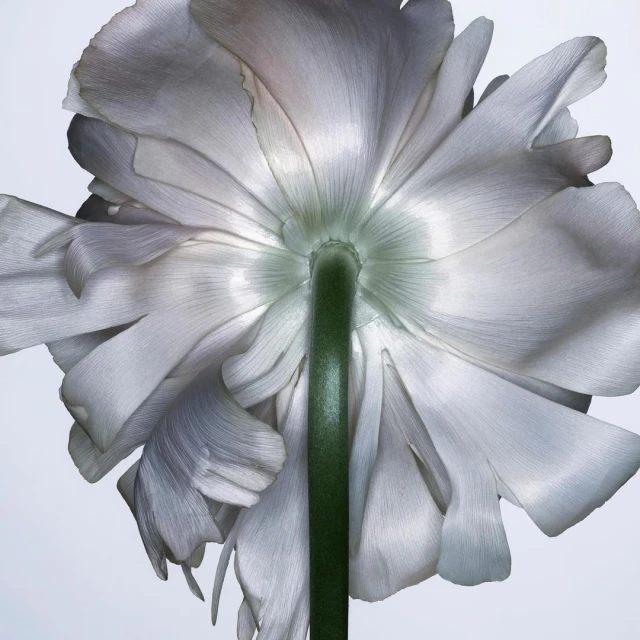 Close-up photograph from underneath a flower with soft, ruffled petals in shades of white and gray, and a green stem against white.