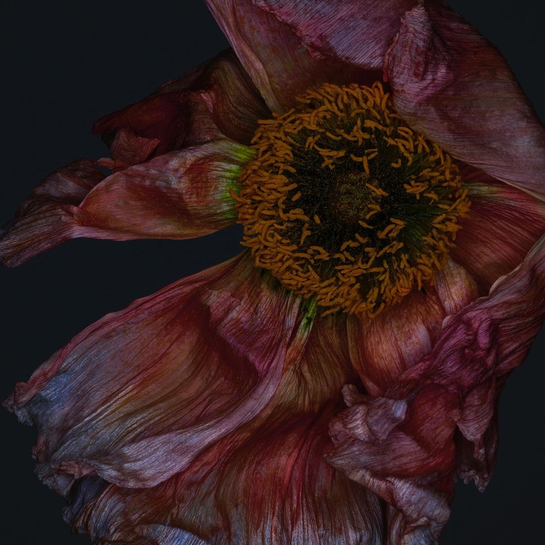 Close-up photograph showcases a wilting flower with textured petals in shades of pink, red, and brown, set against a dark background.