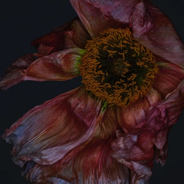 Close-up photograph showcases a wilting flower with textured petals in shades of pink, red, and brown, set against a dark background.