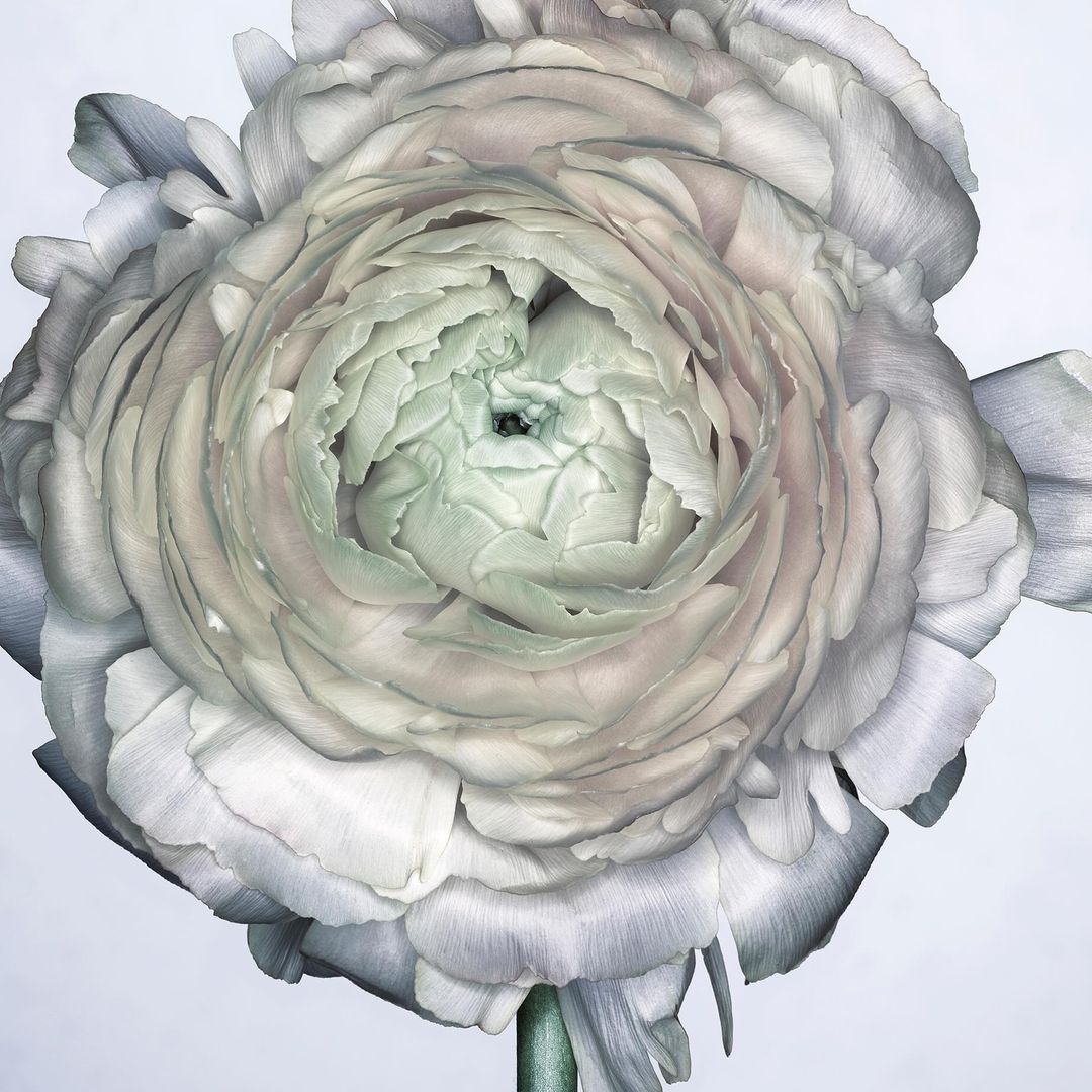 Close-up photograph of a light grey ranunculus flower with layered petals in a studio setting, creating a soft, elegant floral portrait.